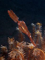Robust ghost pipefish, Tulamben by Doug Anderson 